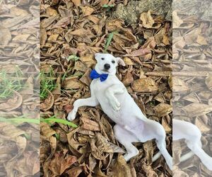 Jack Russell Terrier-Labrador Retriever Mix Dogs for adoption in NYC, NY, USA