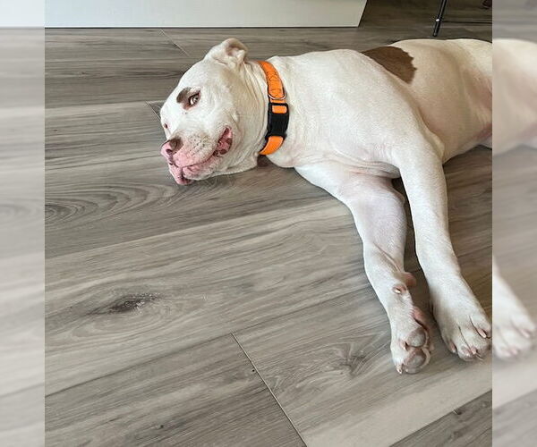 Medium Photo #9 American Pit Bull Terrier-Unknown Mix Puppy For Sale in Sandy, UT, USA