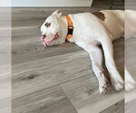 Small #8 American Pit Bull Terrier Mix