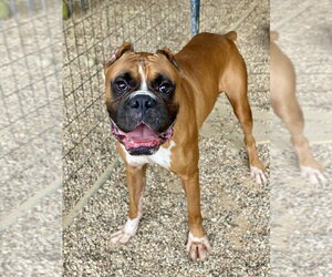 Boxer Dogs for adoption in Austin, TX, USA