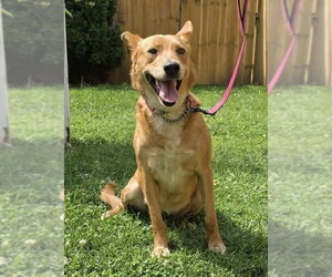 Australian Kelpie-Golden Retriever Mix Dogs for adoption in Germantown, OH, USA