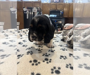 Basset Hound Puppy for sale in PICKERINGTON, OH, USA
