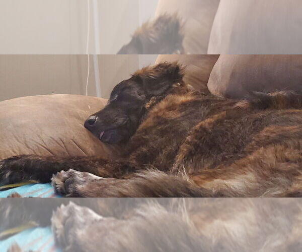 Medium Photo #4 Mutt Puppy For Sale in Plymouth, MN, USA