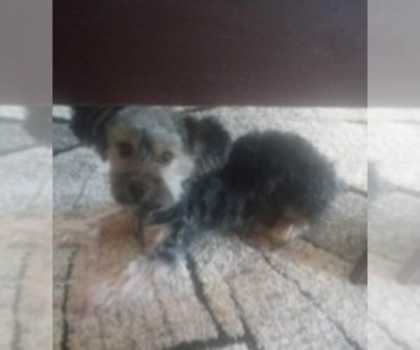 Medium Photo #1 Morkie Puppy For Sale in HINCKLEY, MN, USA
