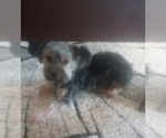 Small Photo #1 Morkie Puppy For Sale in HINCKLEY, MN, USA