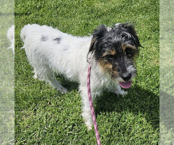 Medium Photo #1 Parson Russell Terrier Puppy For Sale in Camarillo, CA, USA
