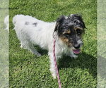 Small Parson Russell Terrier