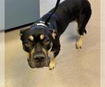 Small American Pit Bull Terrier Mix