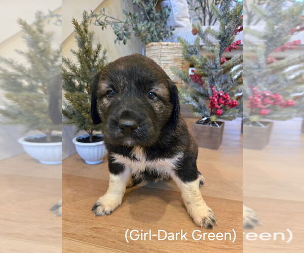 Medium Photo #3 Golden Pyrenees Puppy For Sale in ARLINGTON, WA, USA