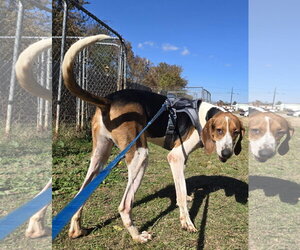 Jethro - Male Coonhound Dog for Adoption - Photo #5