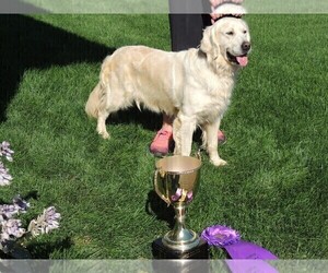 Mother of the English Cream Golden Retriever puppies born on 05/12/2026