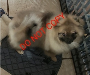 Pomeranian Puppy for sale in DOWNERS GROVE, IL, USA