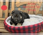 Puppy 4 German Shepherd Dog