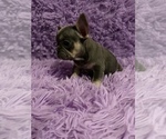 Small Photo #9 French Bulldog Puppy For Sale in REDMOND, WA, USA