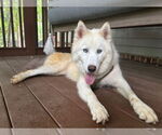 Small #1 Siberian Husky