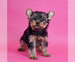 Small Photo #2 Yorkshire Terrier Puppy For Sale in WARSAW, IN, USA