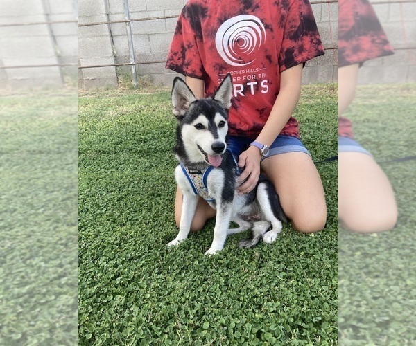 Medium Photo #2 Alaskan Klee Kai Puppy For Sale in GLENDALE, AZ, USA