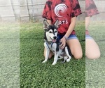 Small #1 Alaskan Klee Kai