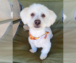 Small #1 Maltese Mix