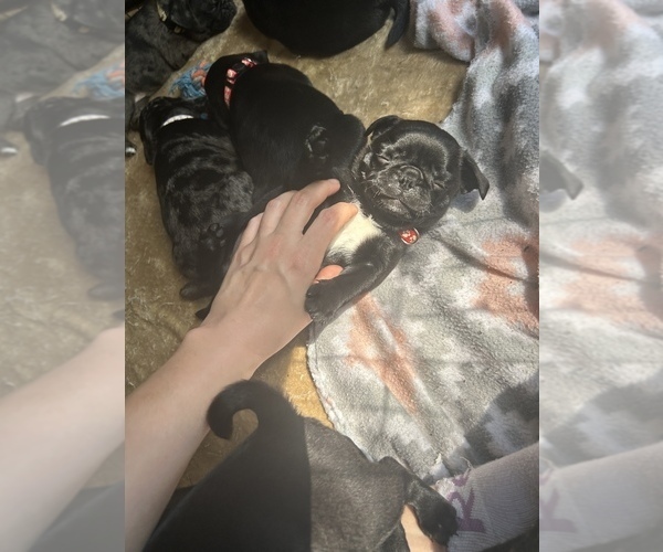 Medium Photo #4 Frenchie Pug Puppy For Sale in BLOOMINGTON, IL, USA