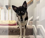 Small #3 Siberian Husky Mix