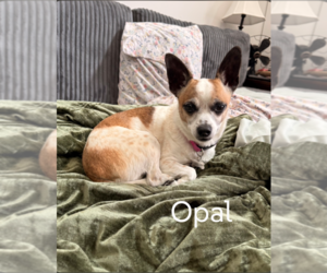 Chihuahua-Unknown Mix Dogs for adoption in Sioux Falls, SD, USA