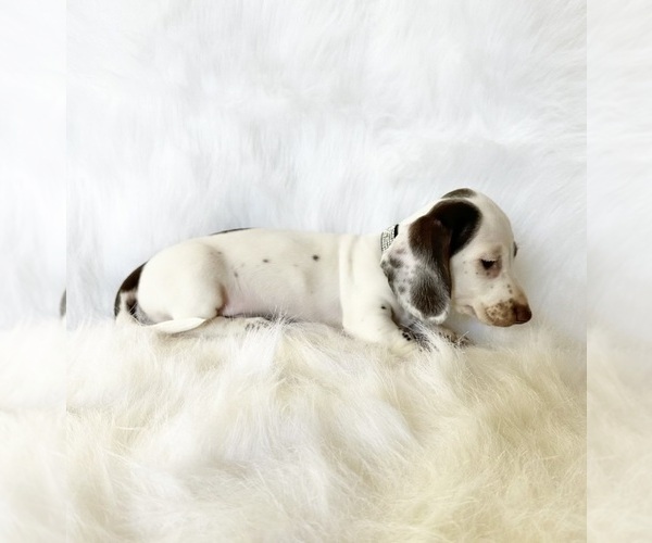 Medium Photo #5 Dachshund Puppy For Sale in DAVIS, CA, USA