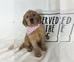 Small #4 Golden Retriever
