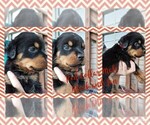 Small Photo #6 English Mastweiler Puppy For Sale in FAIR GROVE, MO, USA