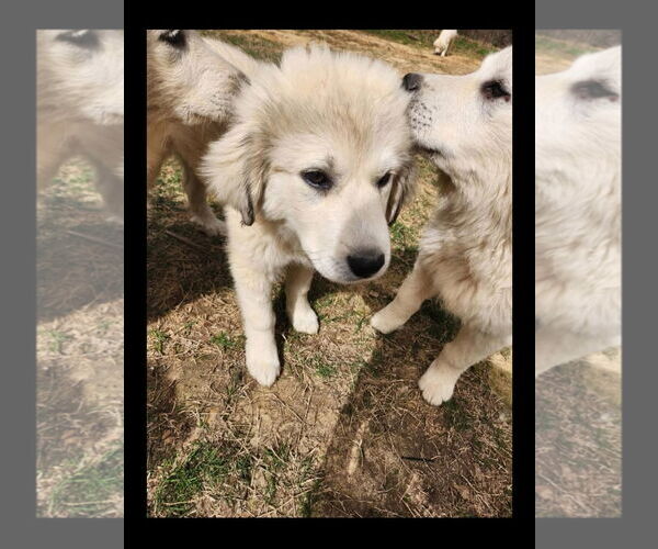 Medium Photo #13 Great Pyrenees Puppy For Sale in Croydon, NH, USA
