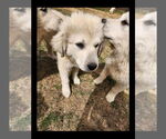 Small #12 Great Pyrenees