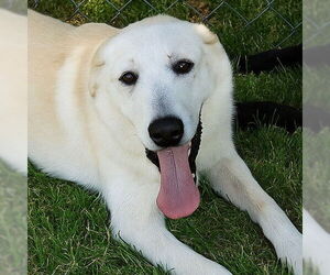 Medium Great Pyrenees Mix