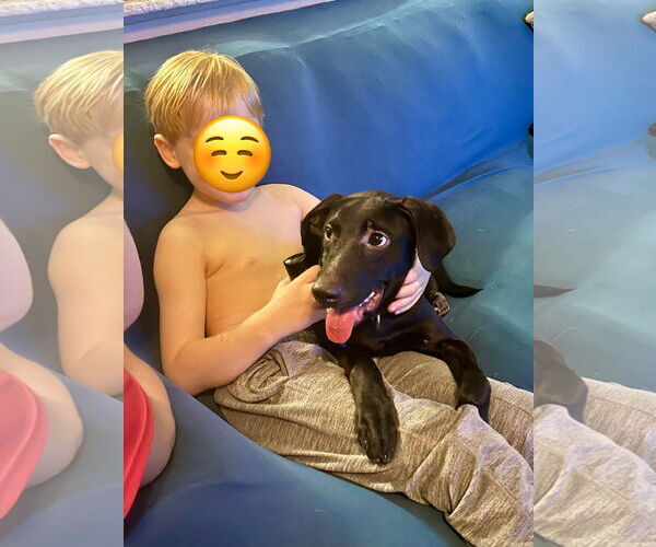 Medium Photo #5 Labrador Retriever-Unknown Mix Puppy For Sale in Virginia Beach, VA, USA