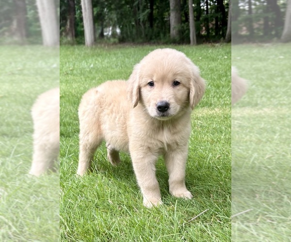 Medium Photo #4 Golden Retriever Puppy For Sale in FAIR HAVEN, MI, USA