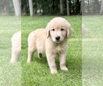 Small #3 Golden Retriever