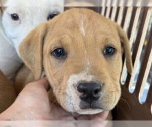 American Pit Bull Terrier Dogs for adoption in Redwood City, CA, USA