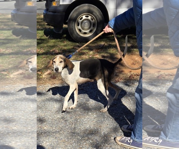 Medium Photo #6 Mutt Puppy For Sale in Rustburg, VA, USA