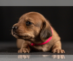 Small Photo #16 Dachshund Puppy For Sale in CROWLEY, TX, USA