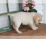 Small Photo #13 Labrador Retriever Puppy For Sale in STANLEY, NY, USA