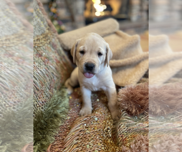 Medium Photo #3 Labrador Retriever Puppy For Sale in MARENGO, IL, USA