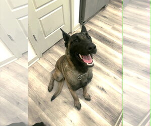 Mutt Dogs for adoption in phoenix, AZ, USA