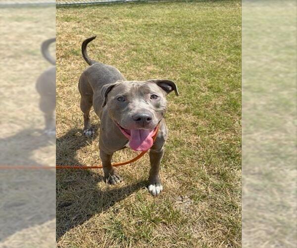 Medium Photo #1 American Pit Bull Terrier-Unknown Mix Puppy For Sale in Louisville, KY, USA