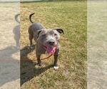 Small American Pit Bull Terrier Mix