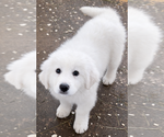 Puppy Puppy 2 Great Pyrenees