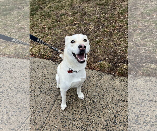 Medium Photo #3 Mutt Puppy For Sale in Rockville, MD, USA