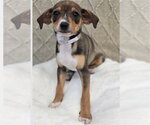 Small #1 Chihuahua Mix