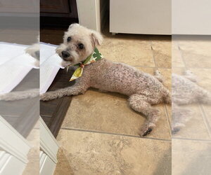 Bichon Frise Dogs for adoption in oakland, FL, USA