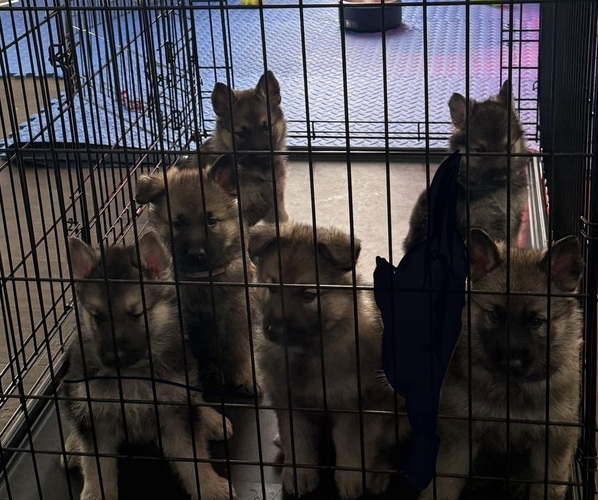 Medium Photo #1 German Shepherd Dog Puppy For Sale in GARDNER, KS, USA