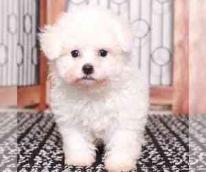 Bichon Frise Puppy for sale in NAPLES, FL, USA