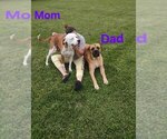 Small Photo #1 Boxer-Bullmastiff Mix Puppy For Sale in MARYSVILLE, OH, USA
